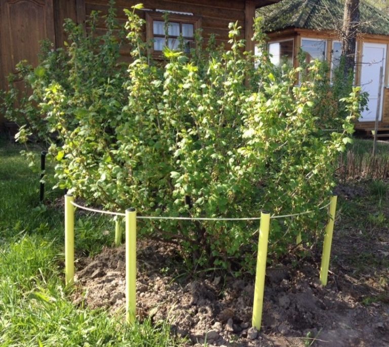 Шпалера для крыжовника своими руками 91