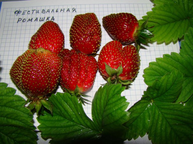 Купить рассаду клубники (земляники недорого саженцы) Сорт клубники Дивная: описание и отзывы