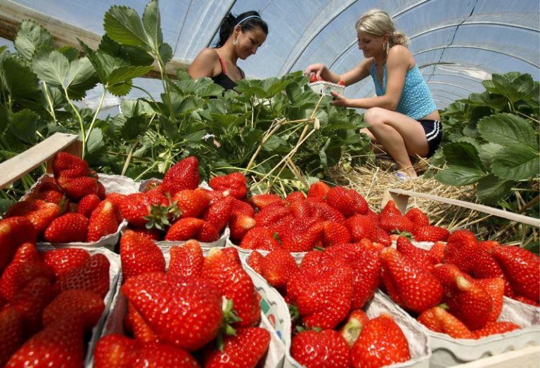 Свой бизнес по выращиванию клубники Свой бизнес по выращиванию клубники