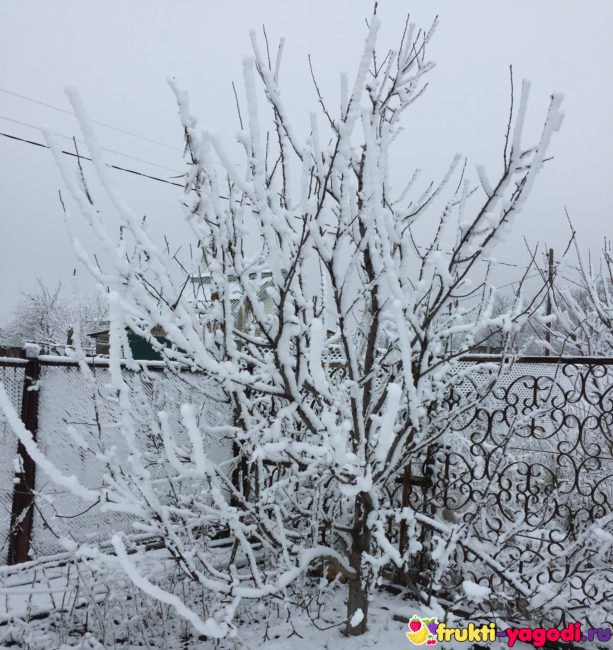 Крона яблони в снегу и всё дерево в холодную снежную зиму