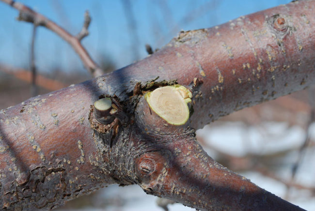 Удаление лишних веток яблони около надлома после снежной зимы