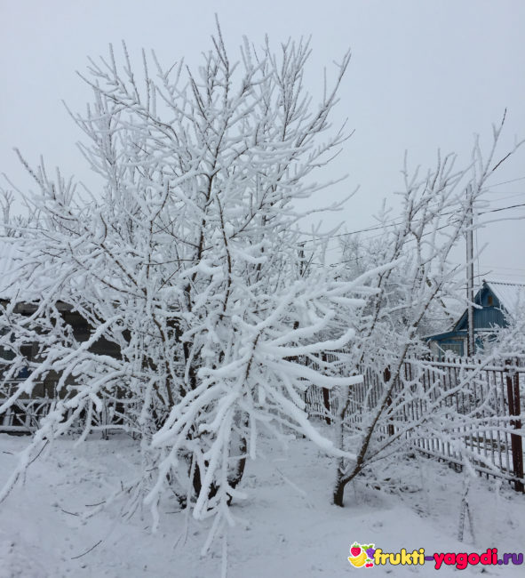 Яблоня с большим количеством снега на кроне и ветках