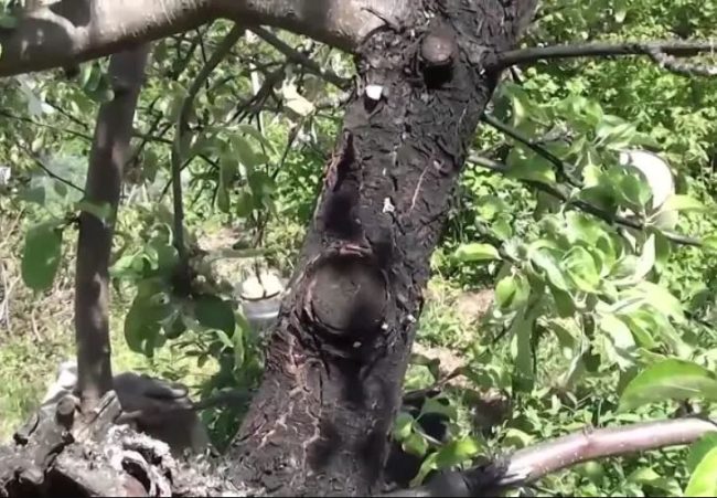 Ствол старого яблоневого дерева с признаками поражения черным раком