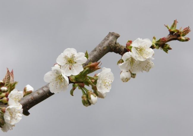 Цветущая ветка яблони с распускающимися листьями ранней весной
