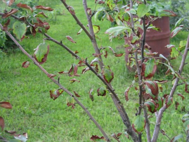 Ветки яблони с недоразвитыми листьями на почве с высокими грунтовыми водами