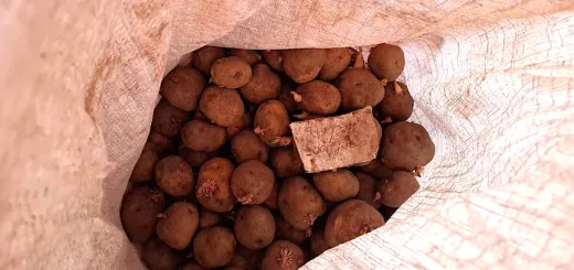 Как отличить кормовой картофель от столового при покупке: запомните раз и навсегда