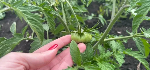 На вкус — сочнее стейка, а вес — до 2 кг: эти 3 лучших сорта томатов дачники уже сметают с полок