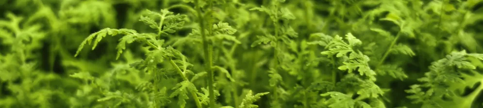 Максимум пользы для почвы: когда лучше всего скашивать фацелию — не упустите момент