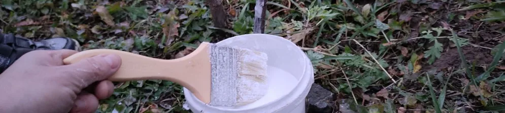 Когда белить садовые деревья осенью: сроки, 3 ориентира, рекомендации от эксперта
