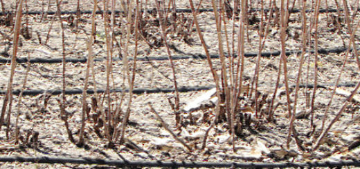 Кусты малины перед обрезкой весной