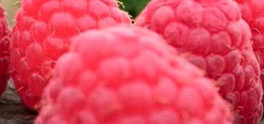 Плоды малины Химбо-ТОП вблизи