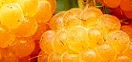Плоды челябинской жёлтой малины