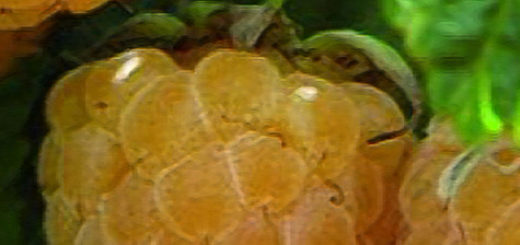 Ягода малины традиционная Челябинская жёлтая крупноплодная