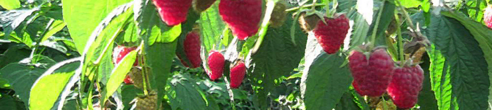 Плоды малины Брянское диво вблизи