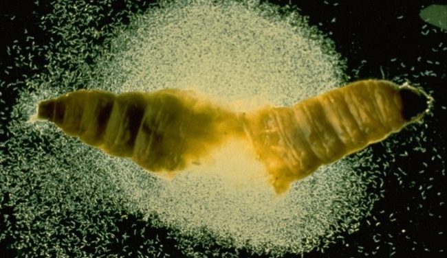 Бактерии ксенорхабдус и личинка