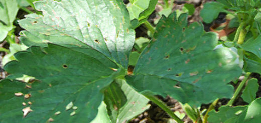 Дырочки в листе клубники вблизи