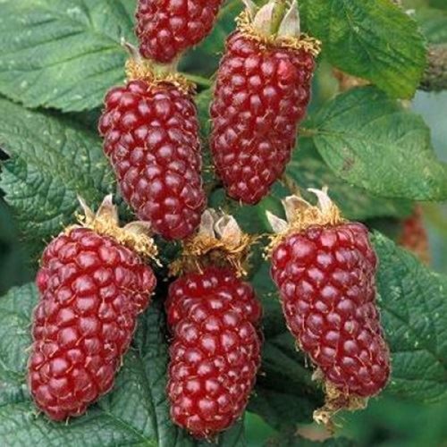 Необычные на вкус ягоды ежемалины Тайберри