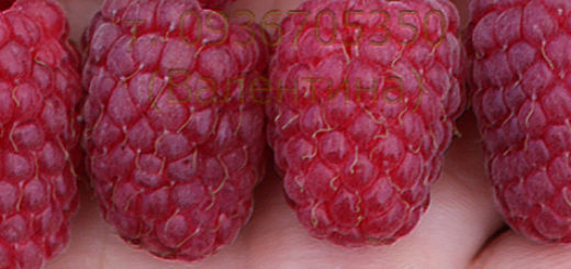 4 ягоды малины Каскад Делайт вблизи