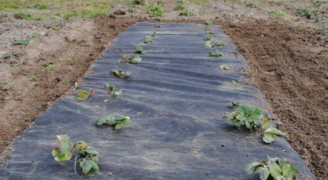 Схема посадки клубники весной в открытый грунт с черным спанбондом