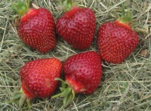 Описание сорта клубники Дукат: фото, размер и вкус ягод, отзывы
