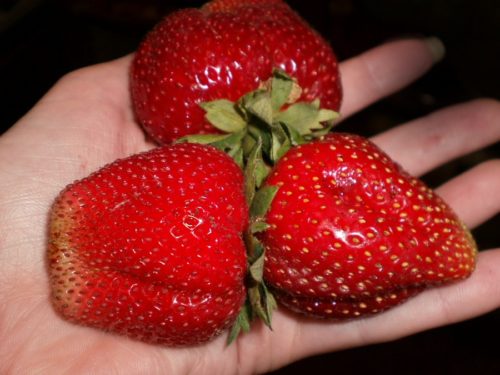 Три ягоды клубники Мармелада на руке
