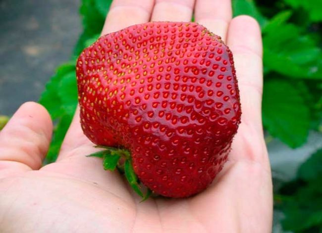 Большая ягода клубники сорта Мармелада на руке садовода