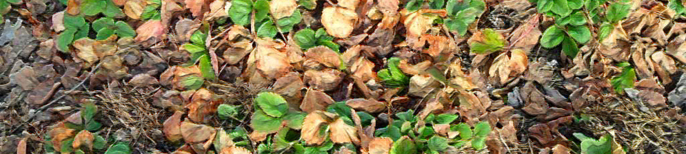 Кусты клубники осенью в старых сухих листьях