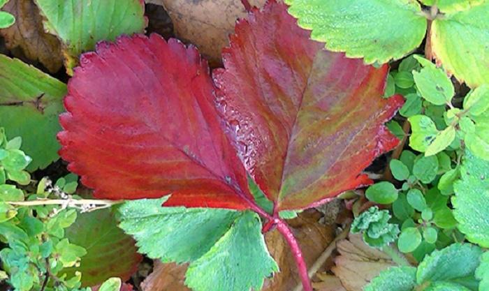 Краснеют листья у клубники: что делать, причины, почему так?