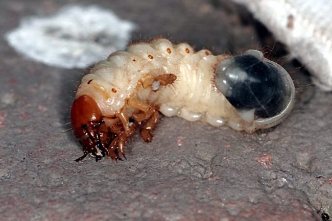 Личинка майского жука в приближенном виде