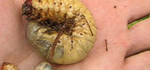 Личинки майского жука на руке большая и маленькая