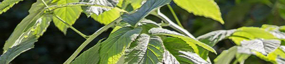 Листья малины Карамелька вблизи