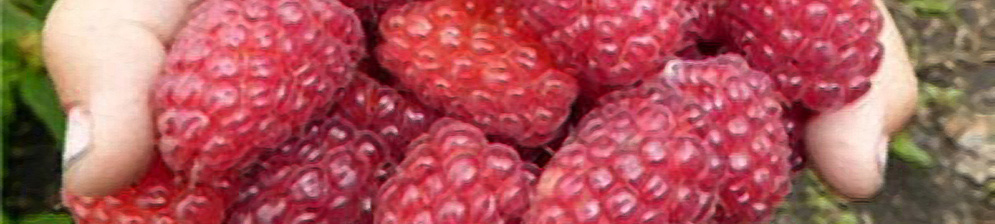 Плоды малины Лячка вблизи ягоды