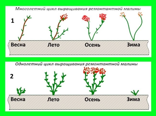 Схема выращивания малины – однолетний и многолетний цикл