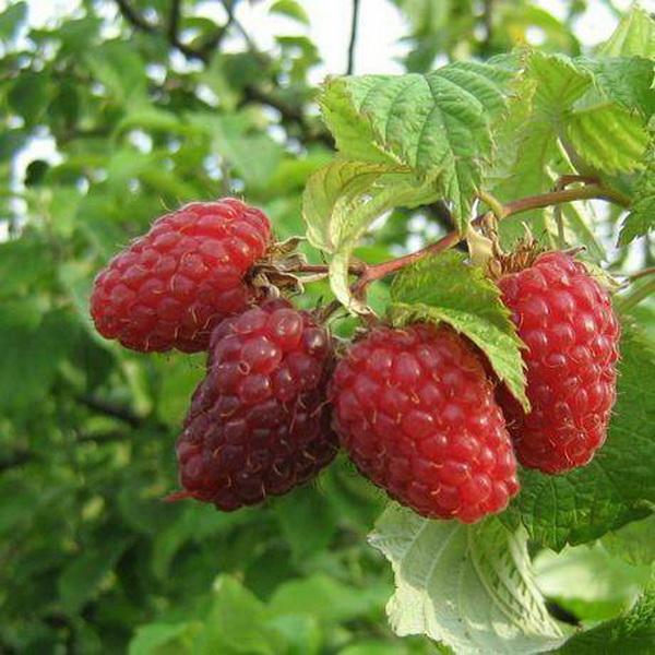 Гроздь ягод малины сорта Лазаревское