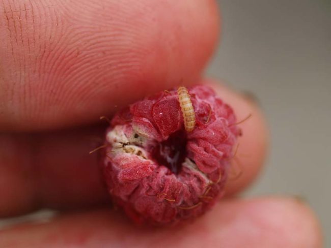 Личинка малинового жука живет в ягоде