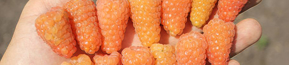 Огромные плоды малины Оранжевое чудо