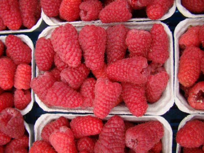 Контейнеры с ягодами малины лячка подготовлены для хранения в холодильнике