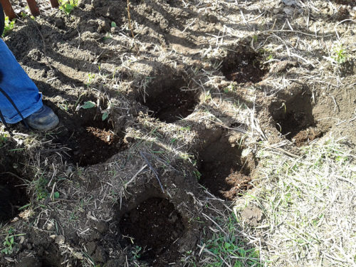 Посадочные ямы для саженцев малины глубиной в штык лопаты