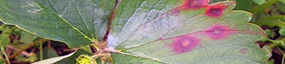 Пятна на листе клубники вблизи