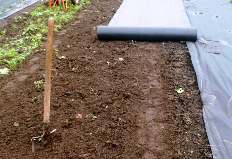 Как правильно посадить клубнику под чёрный спанбонд: фото и видео