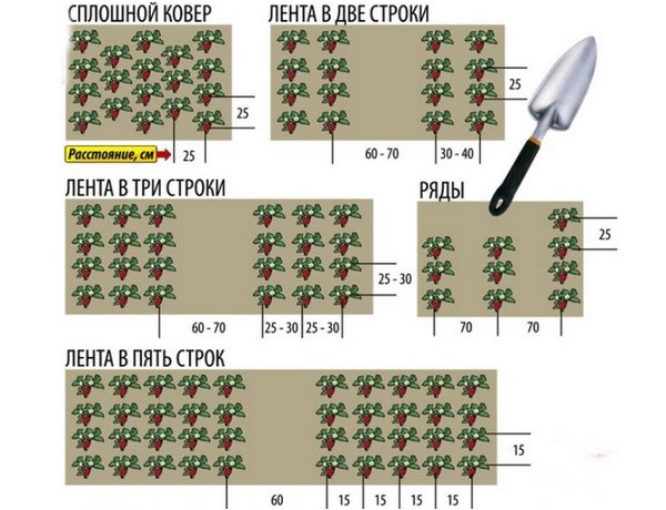 Схема посадки клубники сорта Альбион