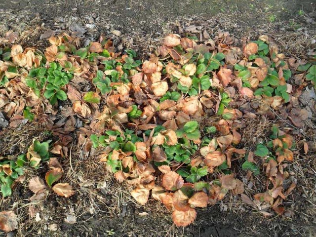 Кусты садовой клубники под листвой