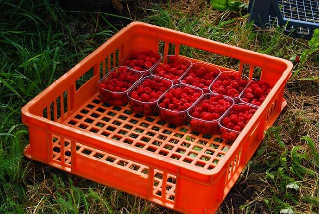 Урожай ягод малины, собранный в теплице