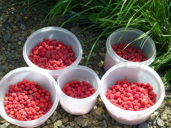 Урожай малины сорта Херитейдж в пластиковых банках