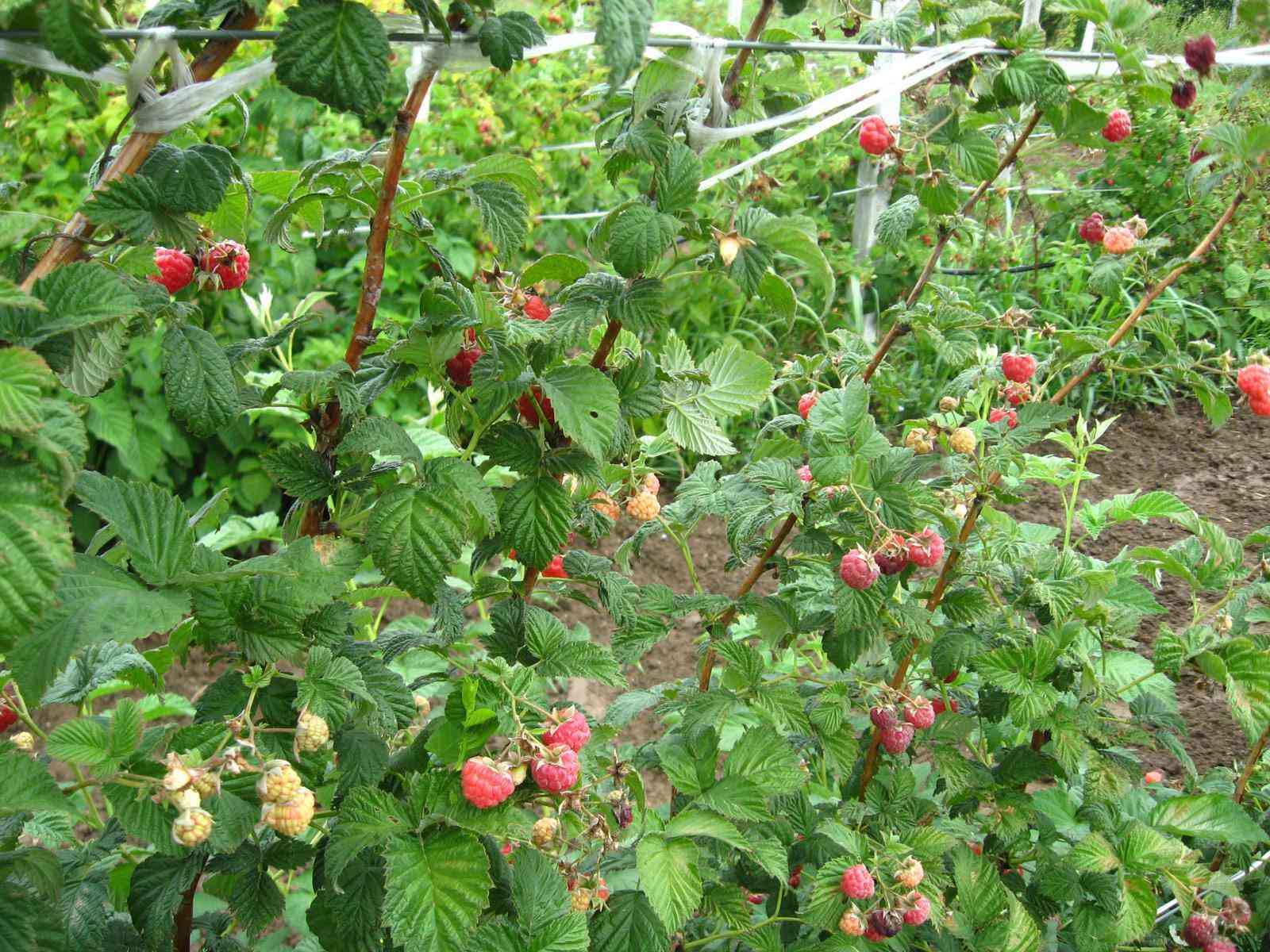 Малина фото кустарника с ягодами