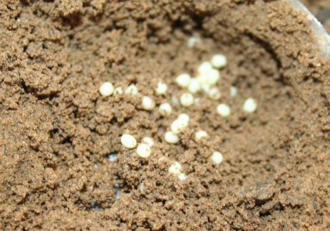 Яйца майского жука в грунте