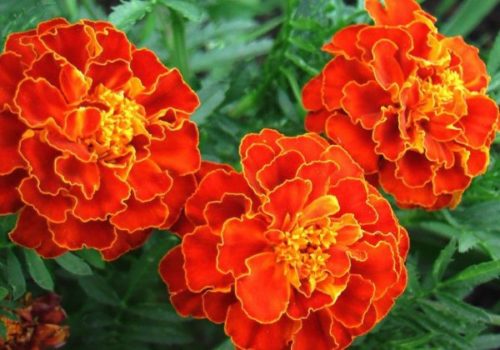 Оранжевые цветки бархатцев крупным планом, аромат этих растений отпугивает вредителей с клубники