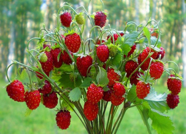Стебли клубники Барон Солемахер с ягодами