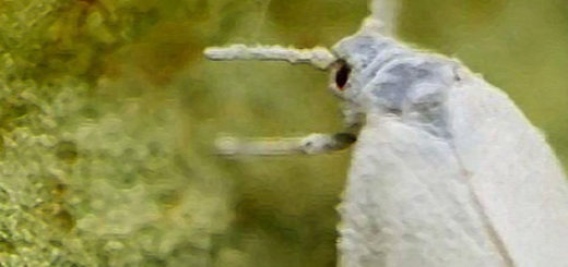 Белокрылка на листе клубники вблизи