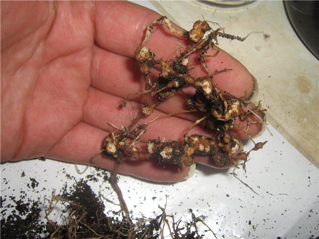 Корешки клубники с вздутиями шарообразной формы, признак поражения растения галловой нематодой
